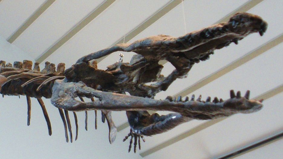 Machimozaur - zdjęcie poglądowe szkieletu machimozaura z Muzeum Historii Naturalnej w Brukseli