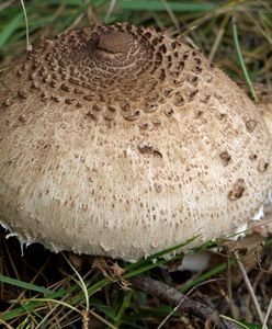 Grzyby z targowiska przyczyną tragedii