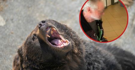Wędrówka zamieniła się horror. Polak zaatakowany przez niedźwiedzia