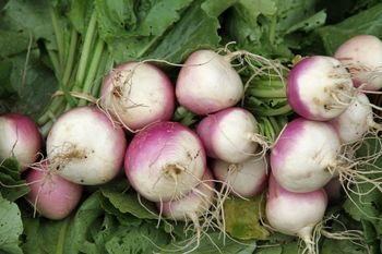 Kiedyś Polacy jedli na okrągło. Dziś to zapomniane warzywo, choć dobre dla jelit