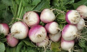 Kiedyś Polacy jedli na okrągło. Dziś to zapomniane warzywo, choć dobre dla jelit