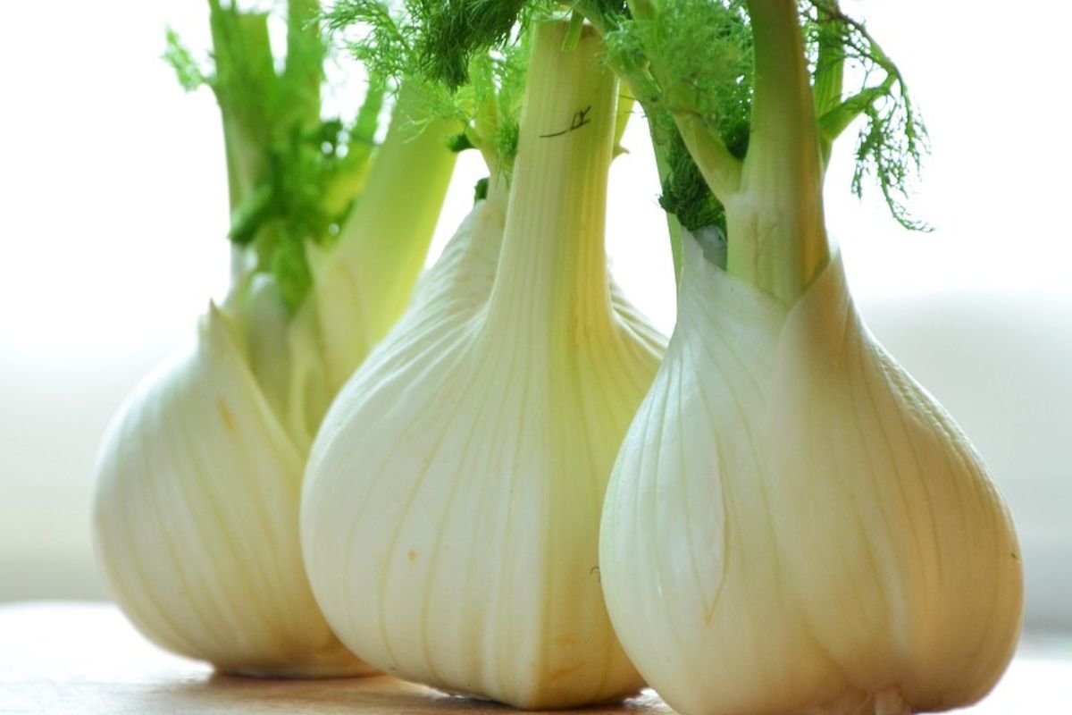 Fennel