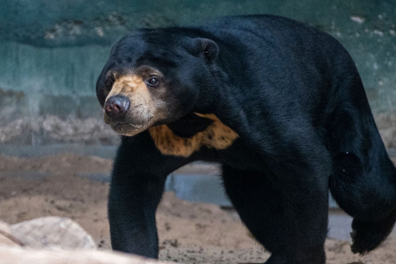Najmniejszy niedźwiedź na świecie. Jest w polskim zoo