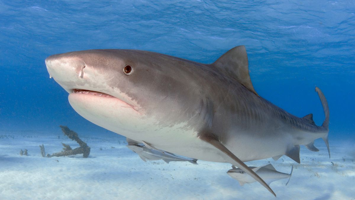 Mark Strickland - fotograf podwodny, który odkrywa nowe gatunki zwierząt 1