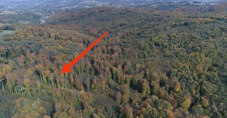 Jest czwarty na świecie. Oto co odkryto w Nadleśnictwie Gromnik