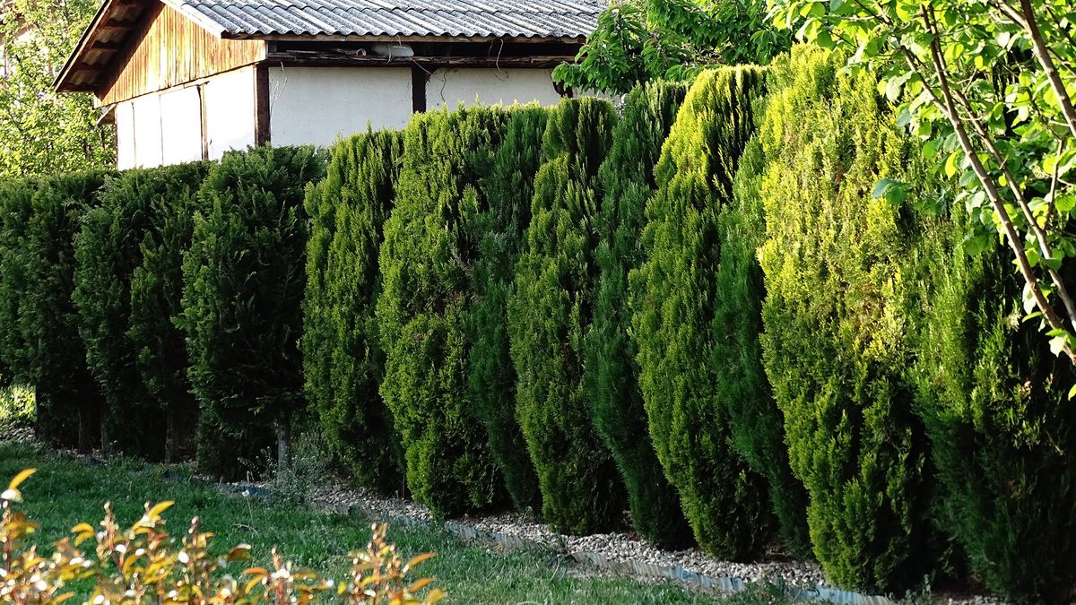 Umieść pod tujami przed wiosną, potem sobie podziękujesz