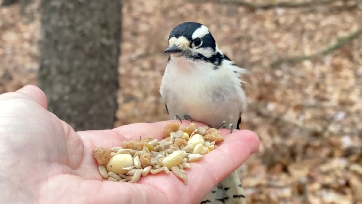Fotografka oswaja dzikie ptaki. Dosłownie jedzą jej z ręki 1