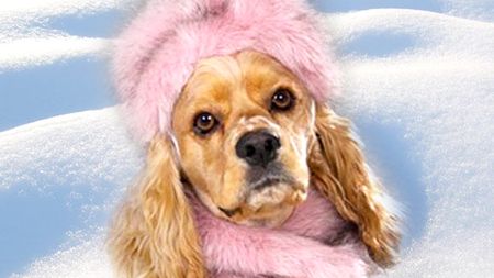 Mróz, śnieg - i pies 1