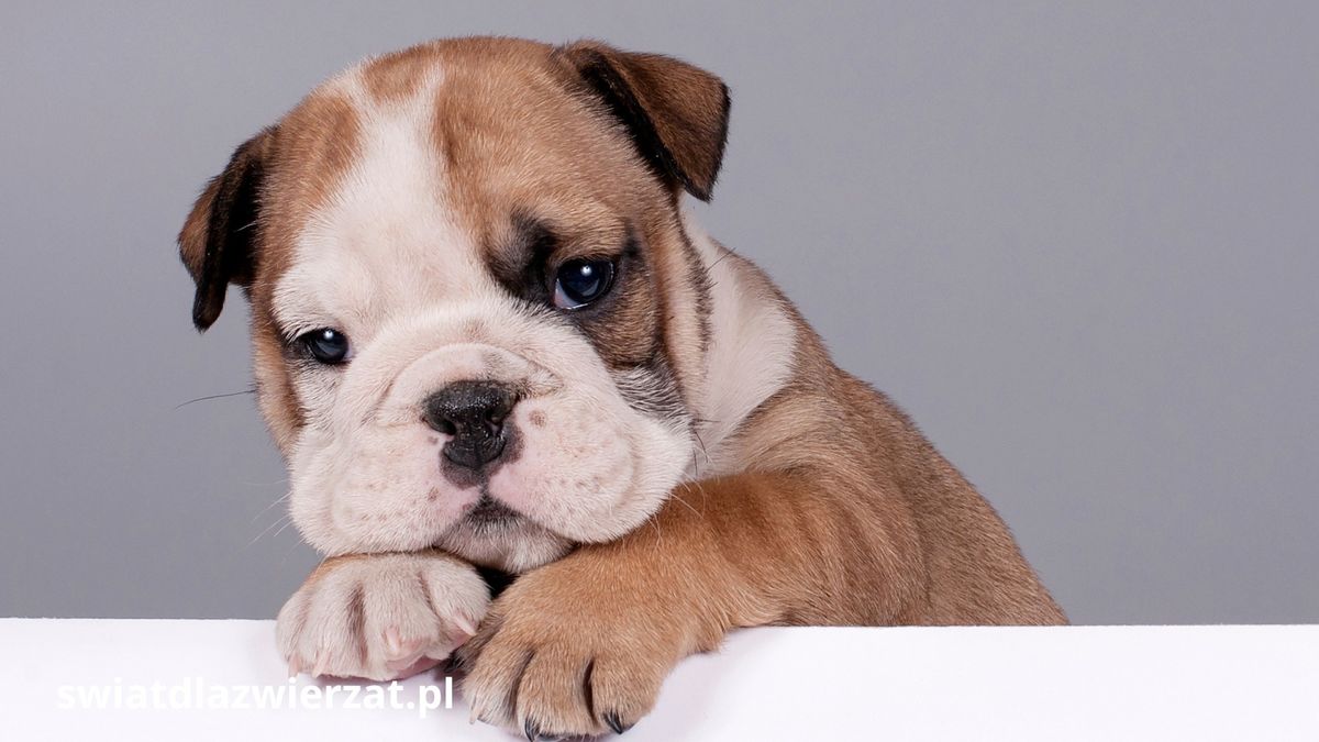 buldog angielski