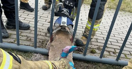 Boli od samego patrzenia. Dynamiczna interwencja strażaków