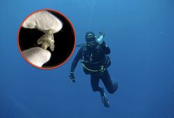 Archeolodzy schodzą pod wodę. Po pamiątki z czasów, gdy Wielka Brytania stała się wyspą