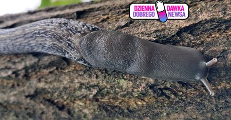Leśnicy pokazali zdjęcie. "Bardzo ciekawe stworzenie"