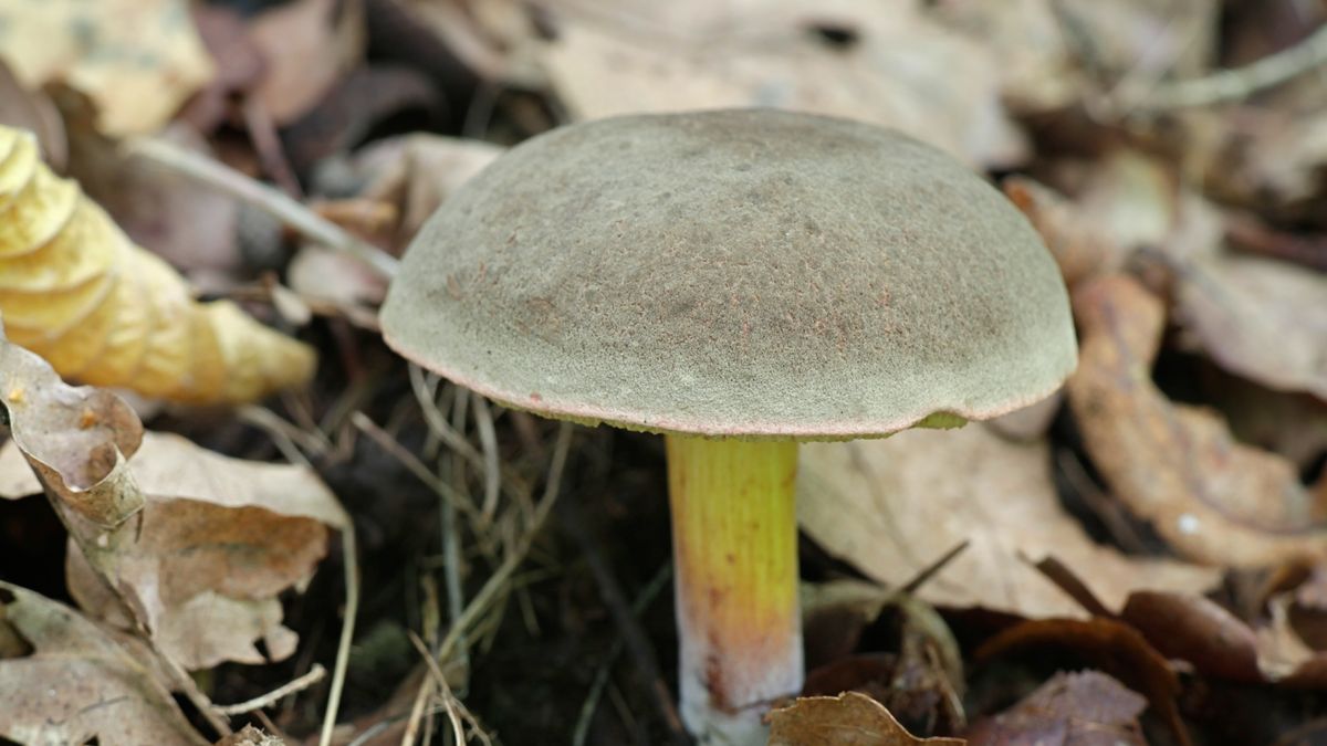 Podgrzybek zajęczy często jest uznawany za grzyb gorszej jakości