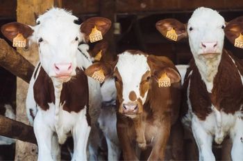 Dobrostan za wszelką cenę? WIR: To koniec tysięcy gospodarstw