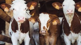 Dobrostan za wszelką cenę? WIR: To koniec tysięcy gospodarstw