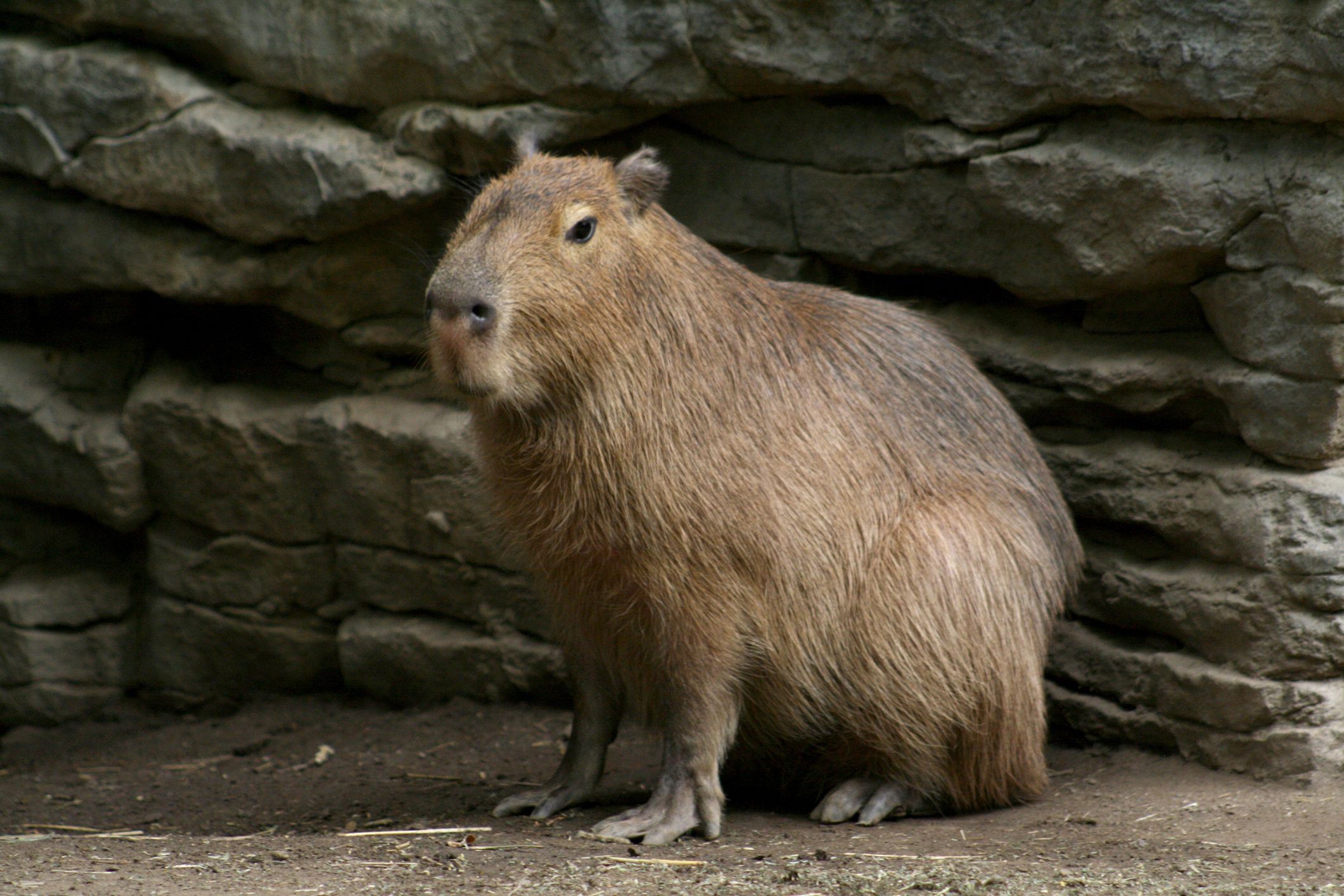 Kapibara