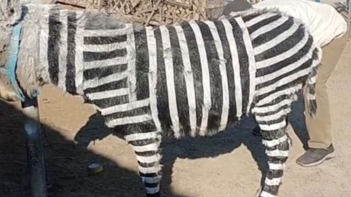 Malowali osły tak, żeby wyglądały jak zebry