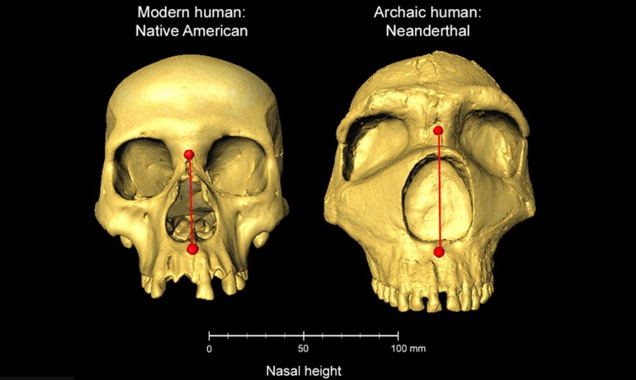 Czaszka współczesnego człowieka (po lewej) oraz neandertalczyka (po prawej) z zaznaczoną różnicą w wysokości nosa.