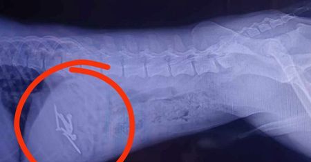 Bestialstwo w Zakopanem. Ktoś podrzuca niebezpieczne pułapki