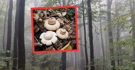 Grzyb, który rozkwita jak gwiazda. Natura potrafi zaskoczyć