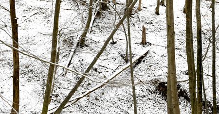 Brzeszcze. 42-latek nie płacił alimentów. Ukrywał się w lesie