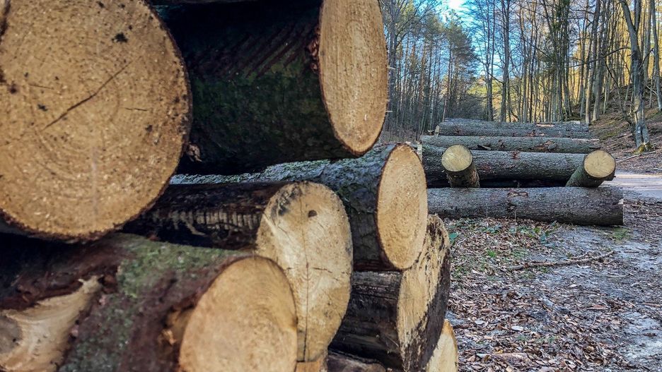 Cena surowca drzewnego stanowi istotną składową ogółu kosztów w sektorze drzewnym. Ma wpływ na rentowność i konkurencyjność krajowej branży drzewnej, papierniczej i meblarskiej.