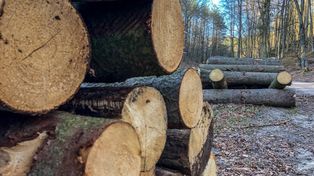 Sprzedaż drewna rośnie a eksport poza UE spada. To najnowsze dane o rynku leśno-drzewnym