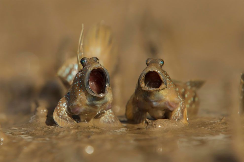 Najzabawniejsze zdjęcia finalistów The Comedy Wildlife Photography Awards 2017 18