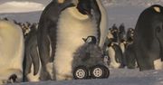 BBC fotografuje i nagrywa filmy... sztucznym pingwinem