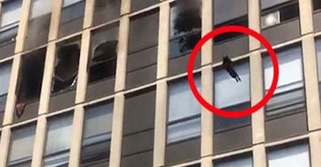 USA. Kot zeskoczył z piątego piętra i przeżył. Uciekał przed pożarem