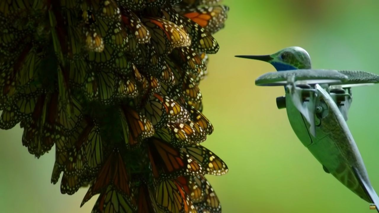 Dron udający kolibra nagrał 500-milionową kolonię pięknych motyli