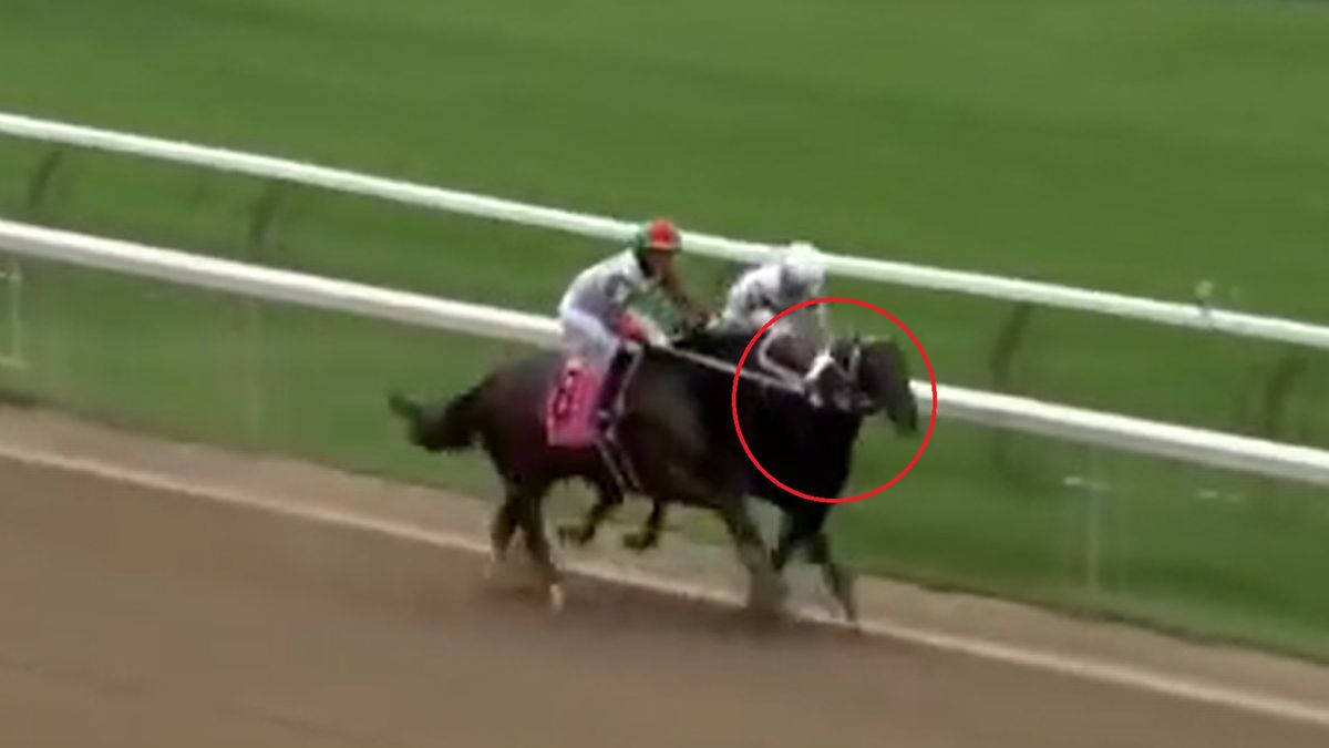 Szalona sytuacja podczas wyścigów konnych