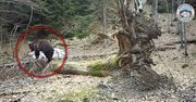 Niedźwiedź pod Babią Górą. Uchwyciła go fotopułapka