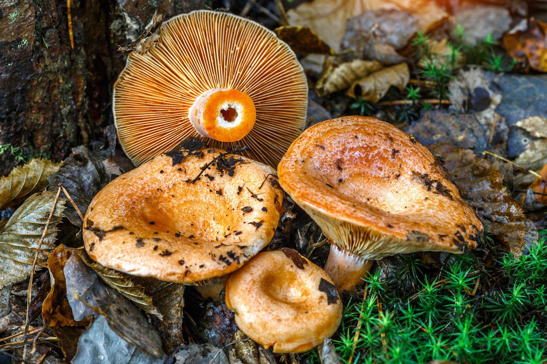 Saffron milk cap (Lactarius deliciosus) mushroom. aka red pine mushrooms aka Lactarius deliciosus in a grass., delicious edible mushrooms on a mos in natural habitat, spruce forest, early autumn shot