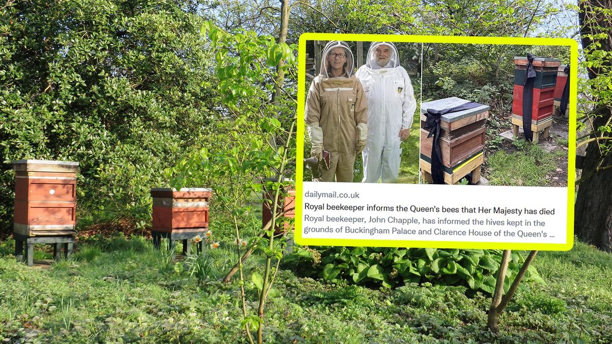 79-letni John Chapple przekazał pszczołom smutną nowinę o śmierci królowej