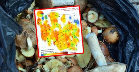 Gdzie rosną grzyby? Mapa, która wszystko wyjaśnia