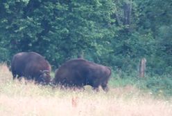 Starcie żubrów w Bieszczadach. Leśniczy od razu chwycił za telefon
