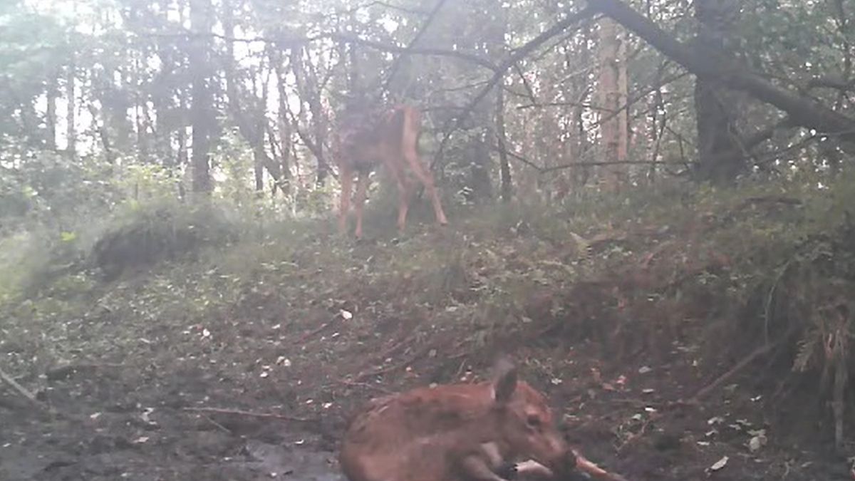 Mała sarenka zdecydowała się wytarzać, by pozbyć się złośliwych owadów