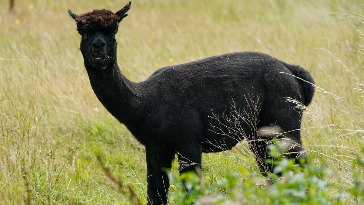 Lama covid-19 koronawirus