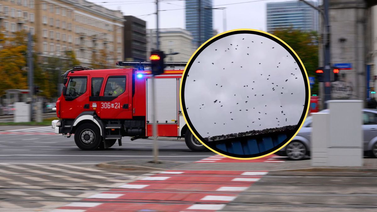 Mieszkańcy Warszawy zgłosili rój os