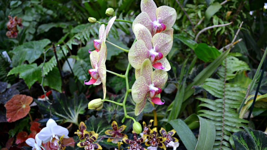 storczyk, kwiat, orchide, orchis, storczykowate, kwiaty, flora, fiolet, lato, kwiatowy, kwitnienie, makro