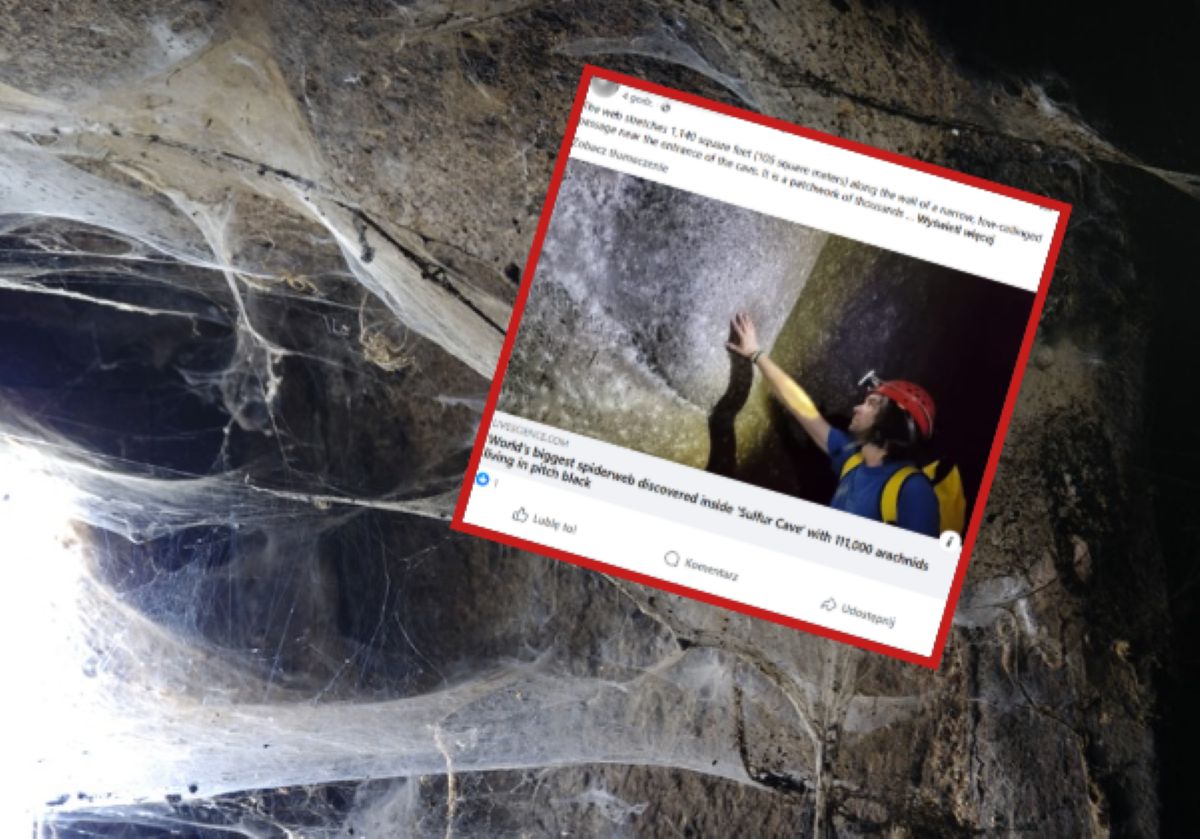 Zajmuje 106 mkw. Odkryto największą pajęczynę świata