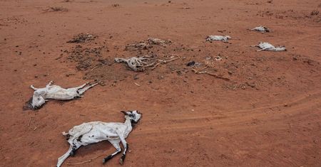 Deszcz nie spadł tu od roku. Somalia wprowadza stan wyjątkowy