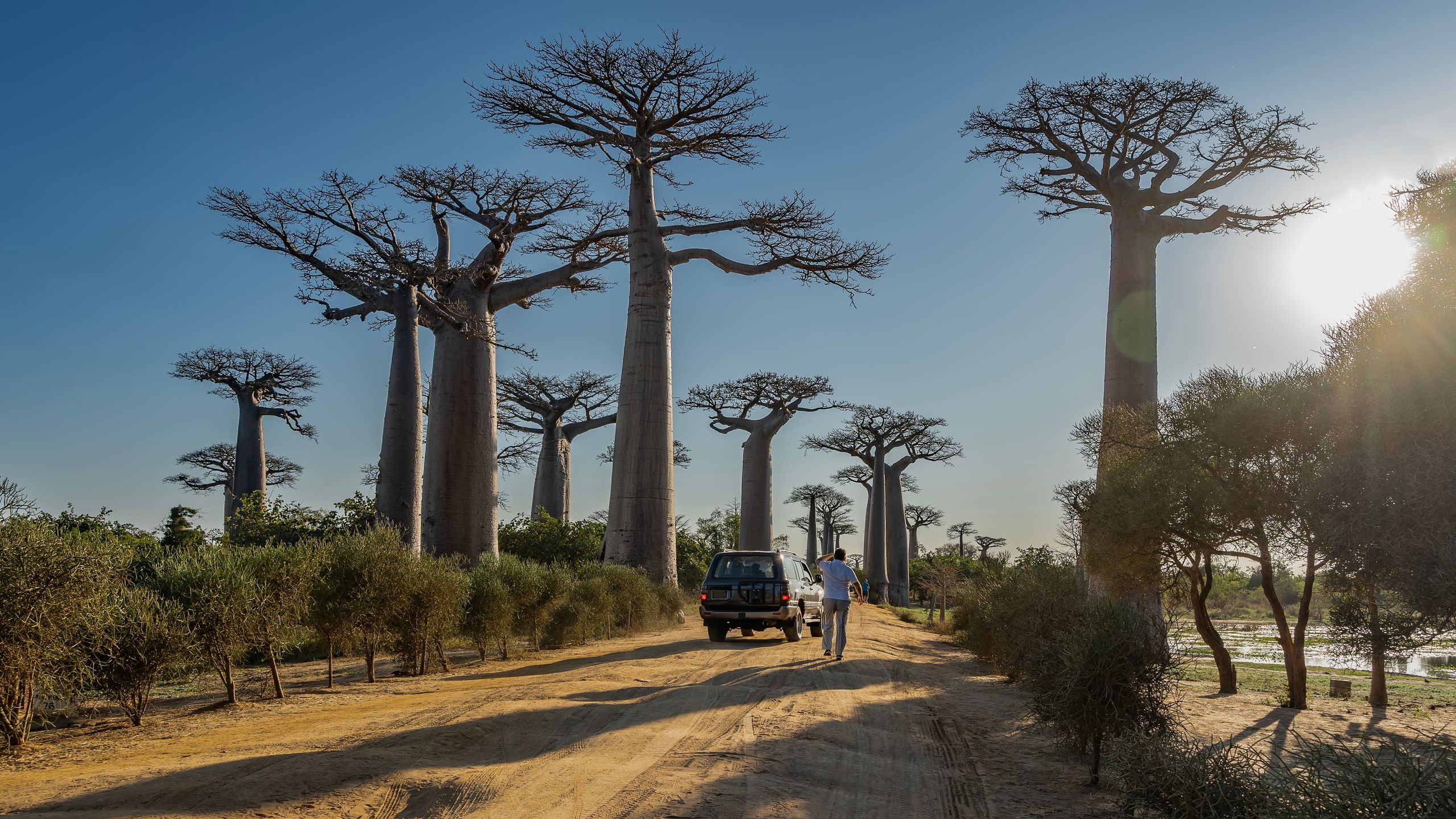Baobaby na Madagaskarze robią ogromne wrażenie