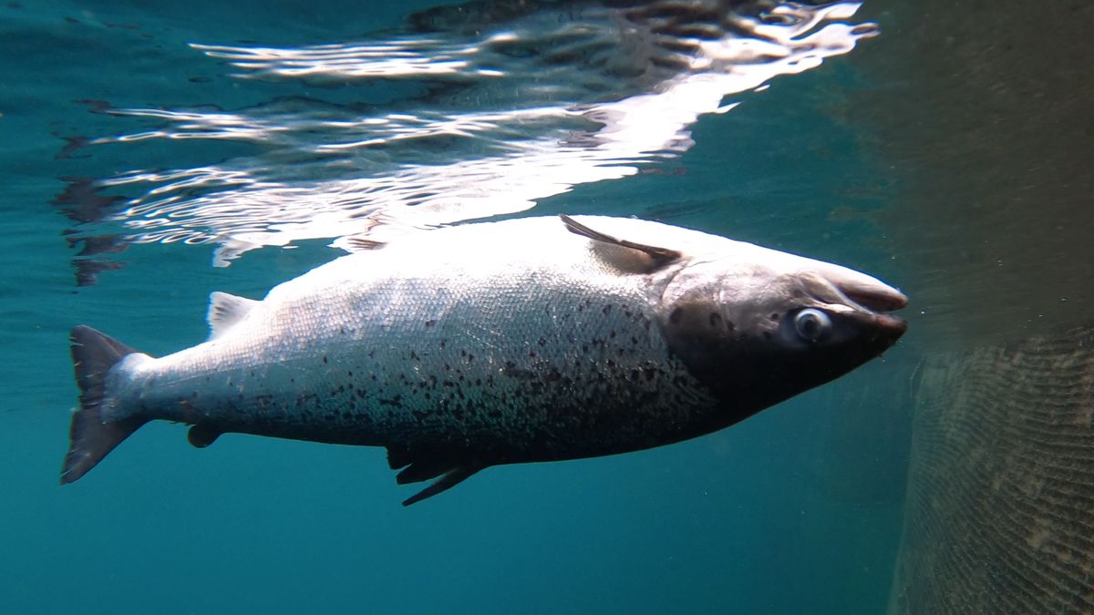 Martwe łososie na szkockich farmach to nie jest rzadki widok