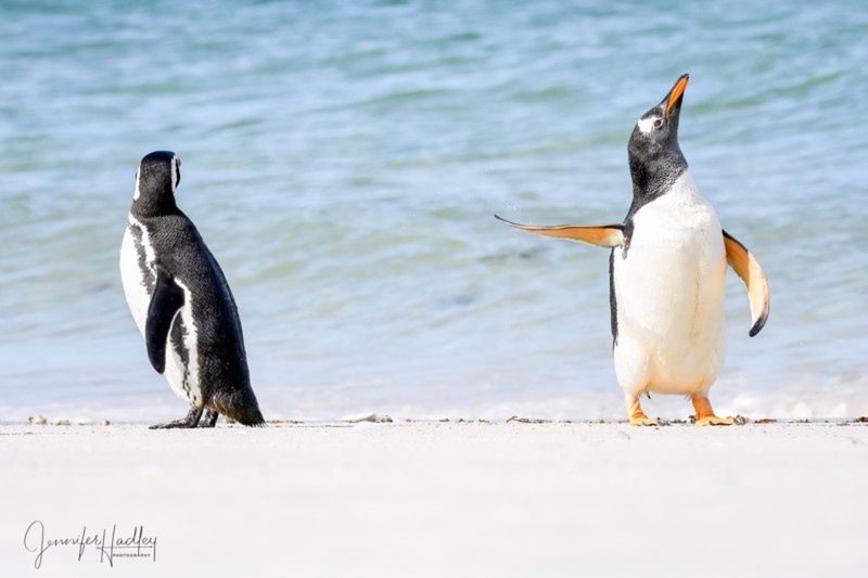 "Talk To The Fin!"