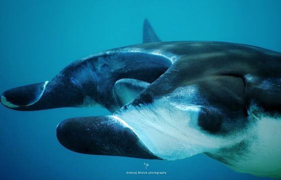 Polski serial dokumentalny "Wodny Świat Komodo" pokazywany widzom nie tylko w Europie