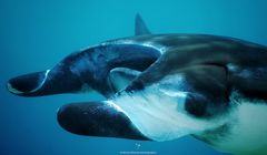 Polski serial dokumentalny "Wodny Świat Komodo" pokazywany widzom nie tylko w Europie