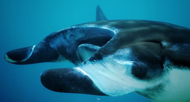 Polski serial dokumentalny "Wodny Świat Komodo" pokazywany widzom nie tylko w Europie