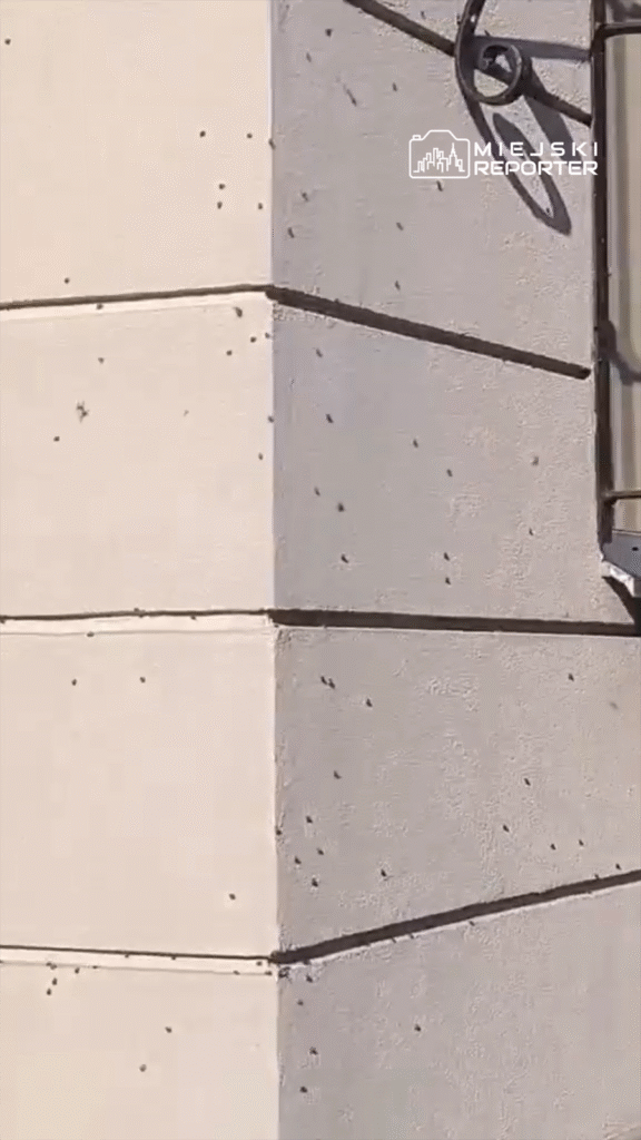 Na jasnej ścianie budynku widać liczne owady, które gromadzą się na narożniku.